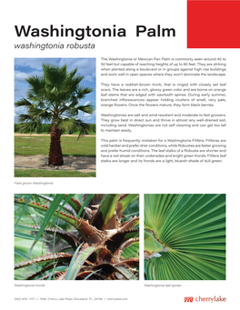 Washingtonia Palm Washingtonia Robusta
