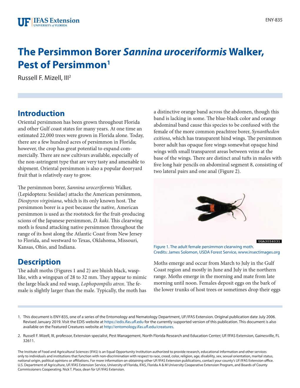 The Persimmon Borer, Sannina Uroceriformis Walker, (Lepidoptera: Sesiidae) Attacks the American Persimmon, Diospyros Virginiana, Which Is Its Only Known Host