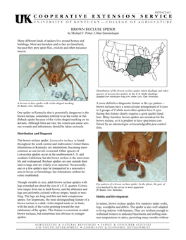 BROWN RECLUSE SPIDER by Michael F
