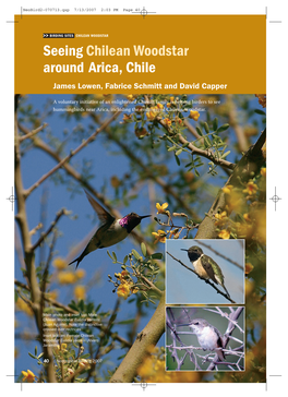 Seeing Chilean Woodstar Around Arica, Chile James Lowen, Fabrice Schmitt and David Capper