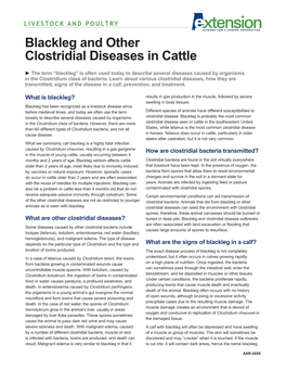 Blackleg and Other Clostridial Diseases in Cattle