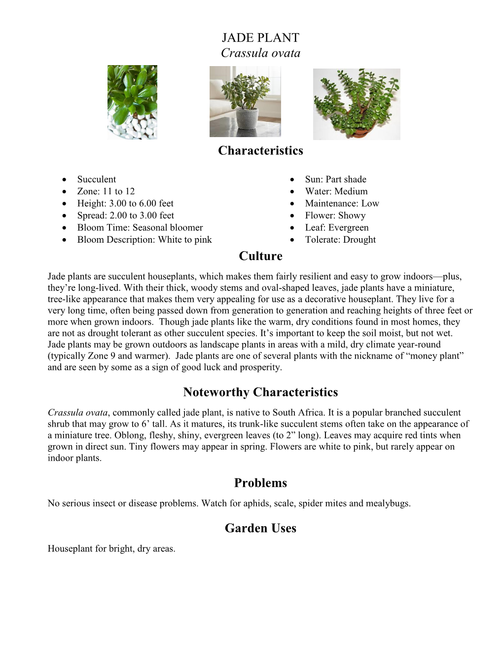 JADE PLANT Crassula Ovata Characteristics Culture Noteworthy Characteristics Problems Garden Uses