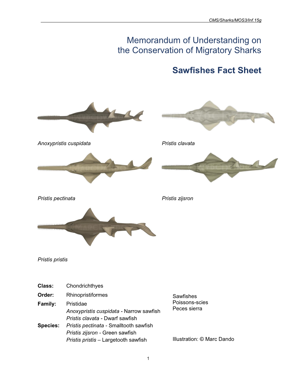 Sawfishes Fact Sheet
