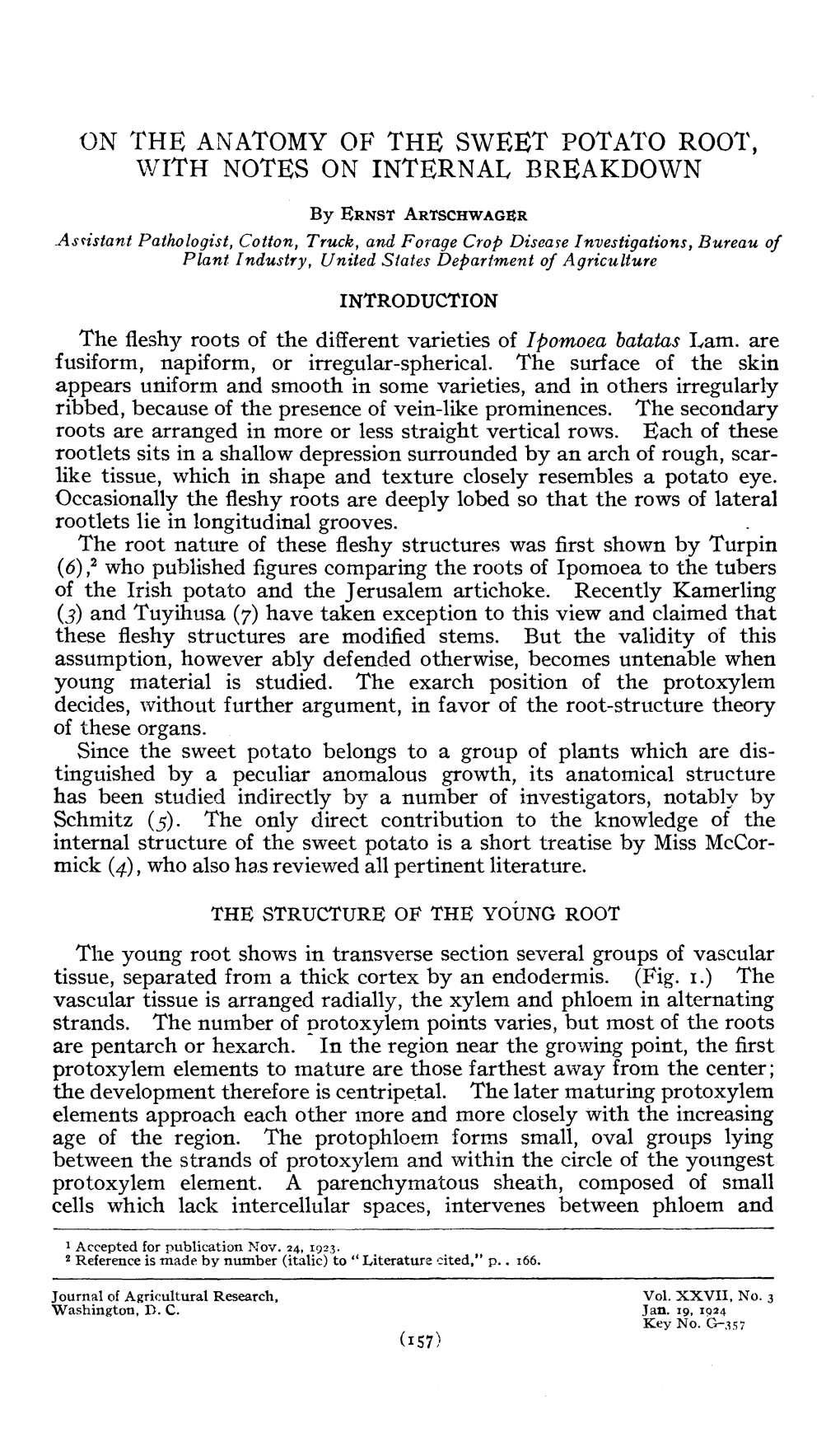 On the Anatomy of the Sweet Potato Root, with Notes on Internal Breakdown