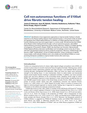 Cell Non-Autonomous Functions of S100a4 Drive Fibrotic Tendon Healing