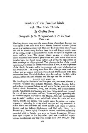 Studies of Less Familiar Birds 148. Blue Rock Thrush by Geoffrey Beven Photographs by M