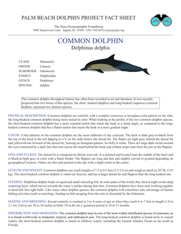 COMMON DOLPHIN Delphinus Delphis