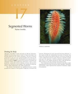 Segmented Worms Phylum Annelida