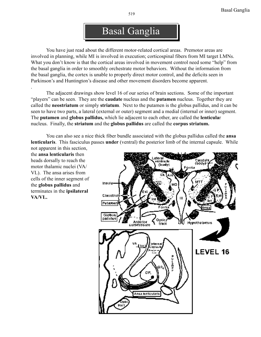 Basal Ganglia 519 Basal Ganglia