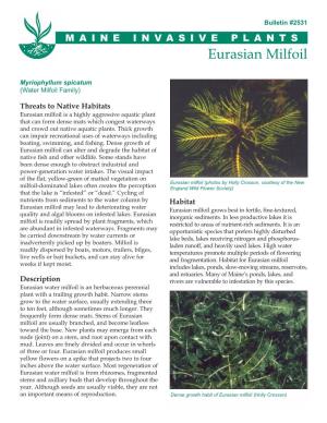Eurasian Milfoil, Myriophyllum Spicatum
