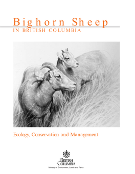 Bighorn Sheep in BRITISH COLUMBIA