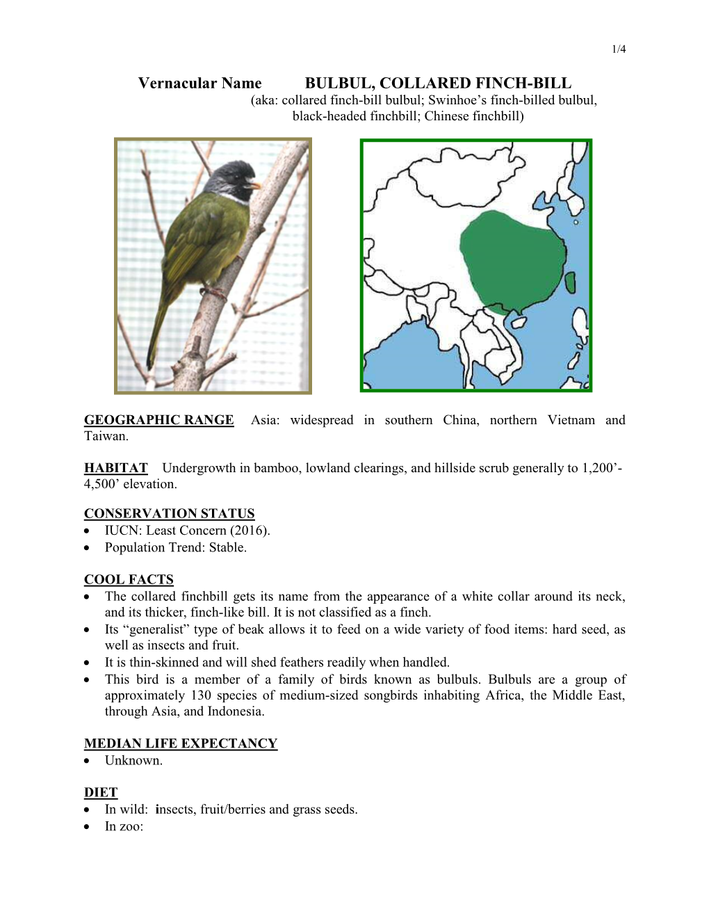 Vernacular Name BULBUL, COLLARED FINCH-BILL (Aka: Collared Finch-Bill Bulbul; Swinhoe’S Finch-Billed Bulbul, Black-Headed Finchbill; Chinese Finchbill)