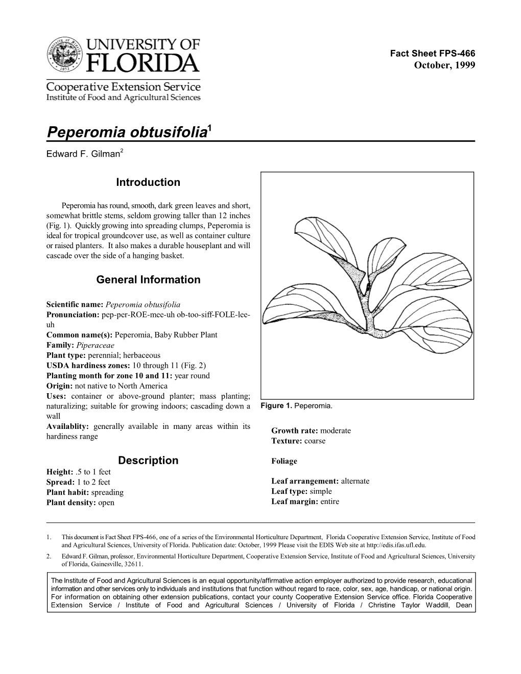 Peperomia Obtusifolia1