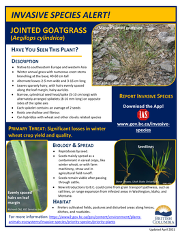 JOINTED GOATGRASS Mature Jointed Goatgrass (Aegilops Cylindrica)