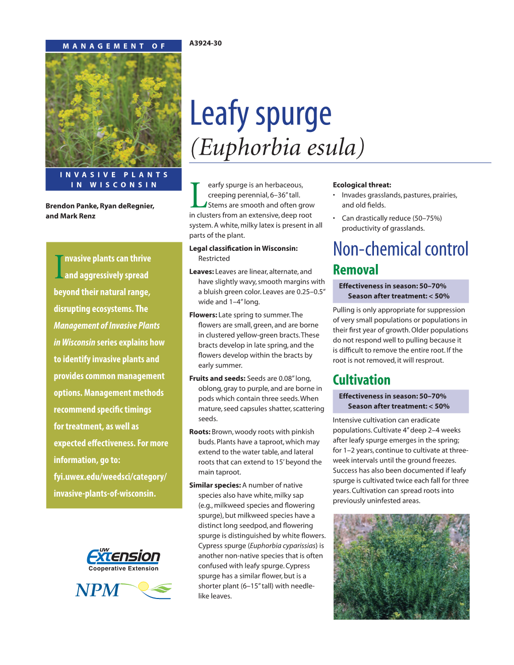 Leafy Spurge (Euphorbia Esula)