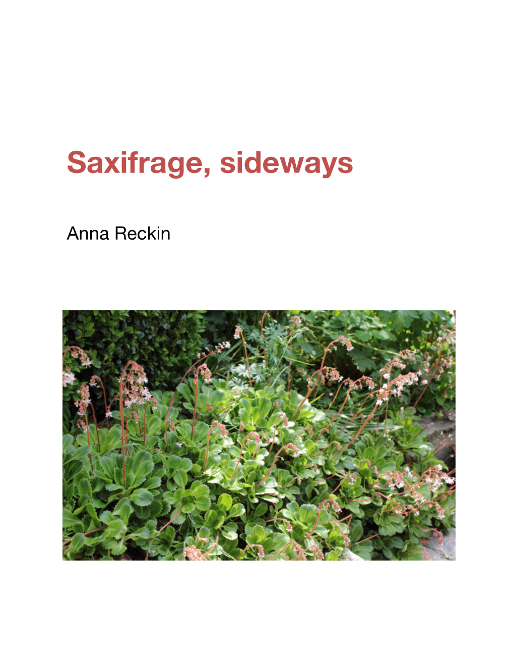 Saxifrage, Sideways