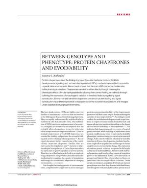 Between Genotype and Phenotype: Protein Chaperones and Evolvability