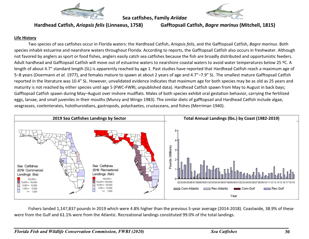 Sea Catfishes, Family Ariidae Hardhead Catfish, Ariopsis Felis (Linnaeus, 1758) Gafftopsail Catfish, Bagre Marinus (Mitchell, 1815)