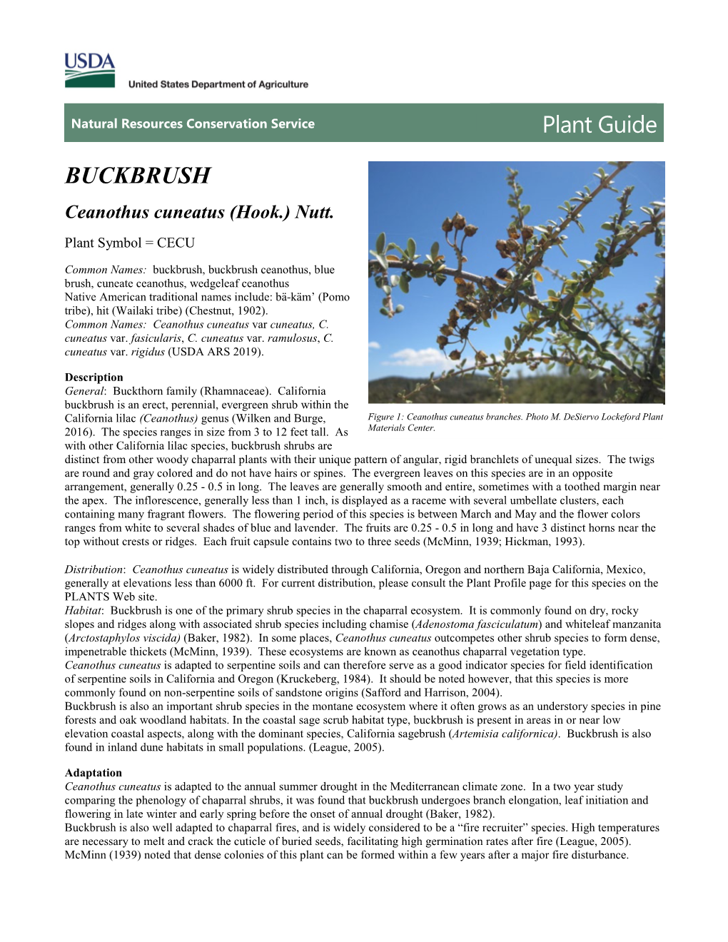 Plant Guide, Buckbrush, Ceanothus Cuneatus