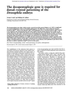 Drosophila Embryo