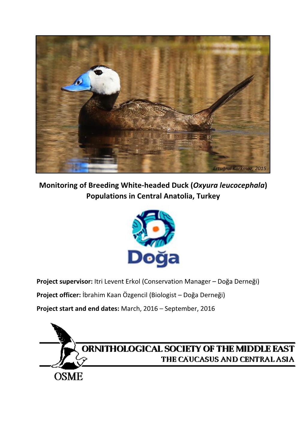 Monitoring of Breeding White-Headed Duck (Oxyura Leucocephala) Populations in Central Anatolia, Turkey