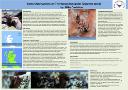 Some Observations on the Wood Ant Spider (Dipoena Torva) by Mike Davidson
