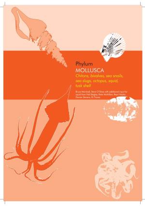 Phylum MOLLUSCA Chitons, Bivalves, Sea Snails, Sea Slugs, Octopus, Squid, Tusk Shell