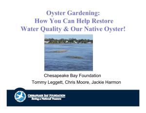 How You Can Help Restore Water Quality & Our Native Oyster!