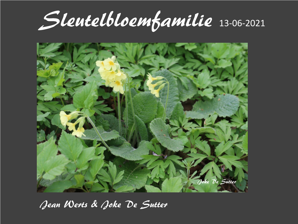 Sleutelbloemfamilie 13-06-2021