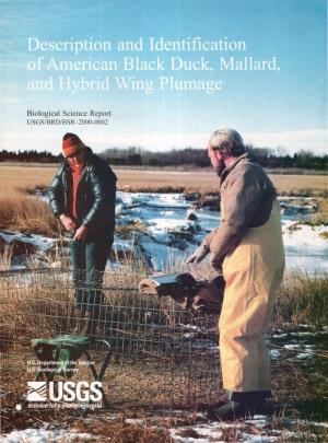 Description and Identification of American Black Duck, Mallard, and Hybrid Wing Plumage