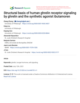 Structural Basis of Human Ghrelin Receptor Signaling by Ghrelin and the Synthetic Agonist Ibutamoren