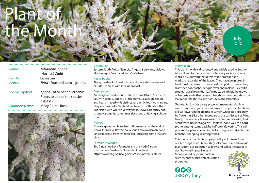 Plant of the Month