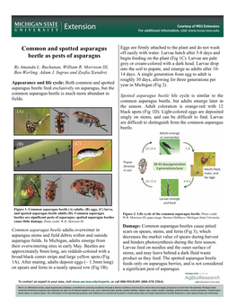Asparagus Beetle Factsheet