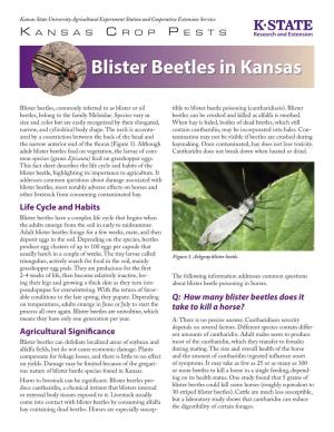 MF959 Blister Beetles in Kansas