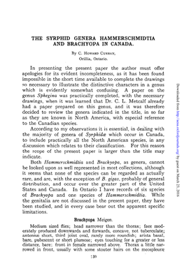 The Syrphid Genera Hammerschmidtia and Brachyopa in Canada