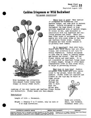 Cushion Eriogonum Or Wild Buckwheat (Eriogonum Ovalifolium)