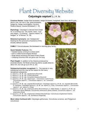 Calystegia Sepium (L.) R. Br