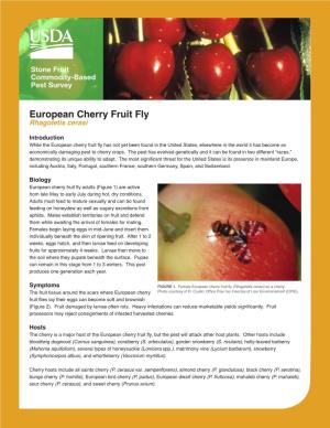 European Cherry Fruit Fly Rhagoletis Cerasi
