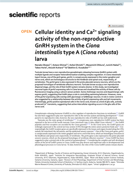Cellular Identity and Ca2+ Signaling Activity of the Non