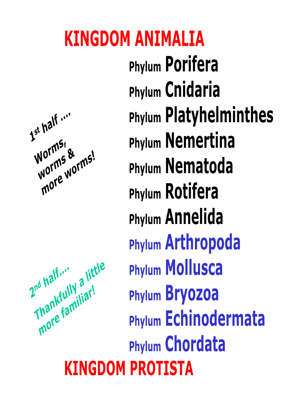 KINGDOM ANIMALIA Phylum Porifera Phylum Cnidaria