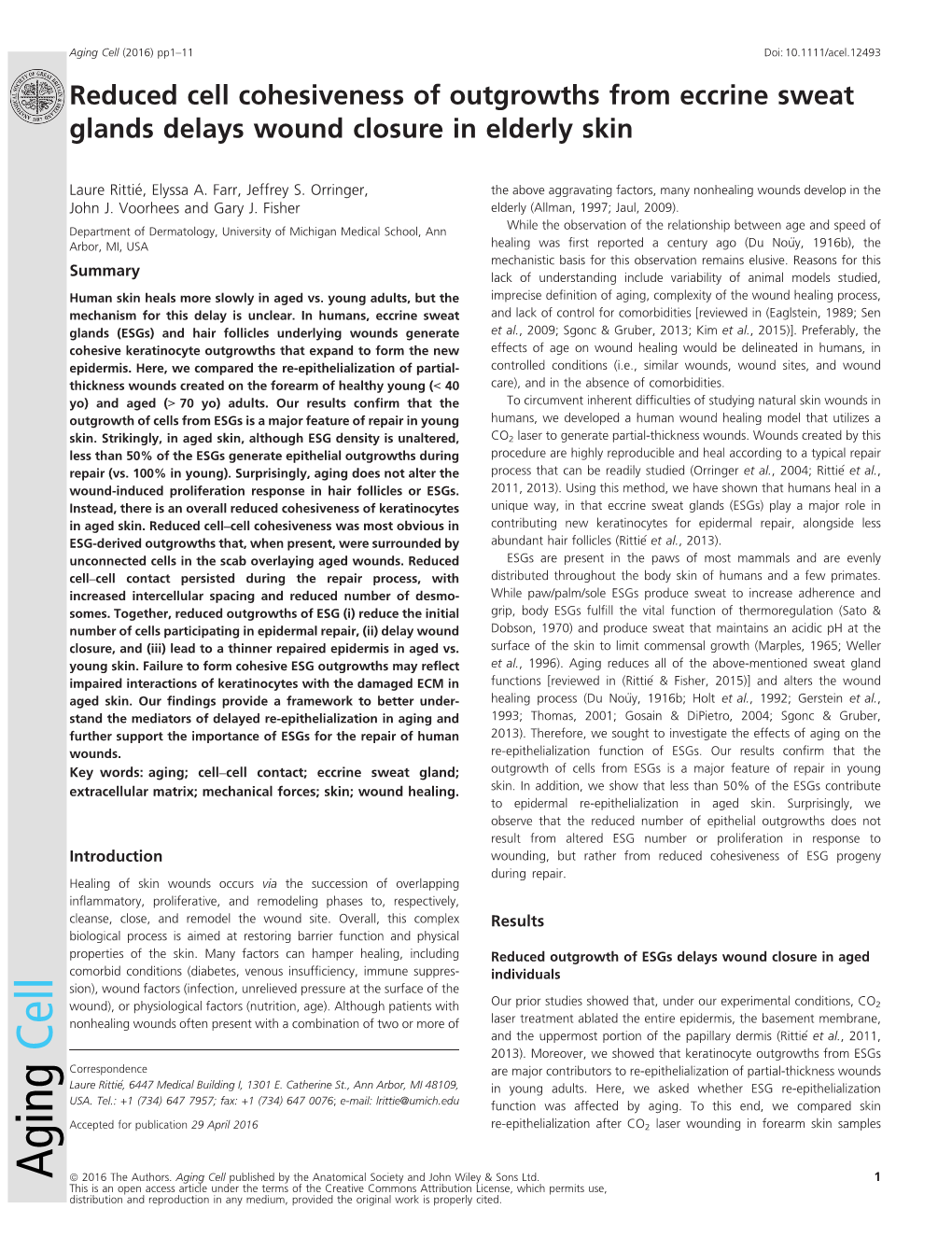 Reduced Cell Cohesiveness of Outgrowths from Eccrine Sweat Glands Delays Wound Closure in Elderly Skin