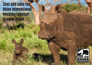 Working Together to Save Rhinos