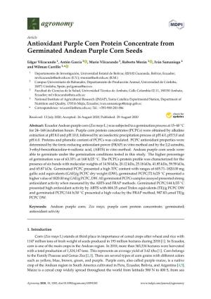 Antioxidant Purple Corn Protein Concentrate from Germinated Andean Purple Corn Seeds