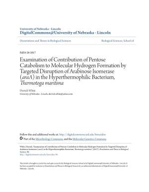 Examination of Contribution of Pentose Catabolism to Molecular