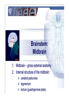 Brainstem: Midbrainmidbrain