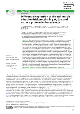 Differential Expression of Skeletal Muscle Mitochondrial Proteins in Yak, Dzo, and Cattle: a Proteomics-Based Study