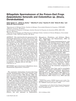 Biflagellate Spermatozoon of the Poison-Dart Frogs Epipedobates