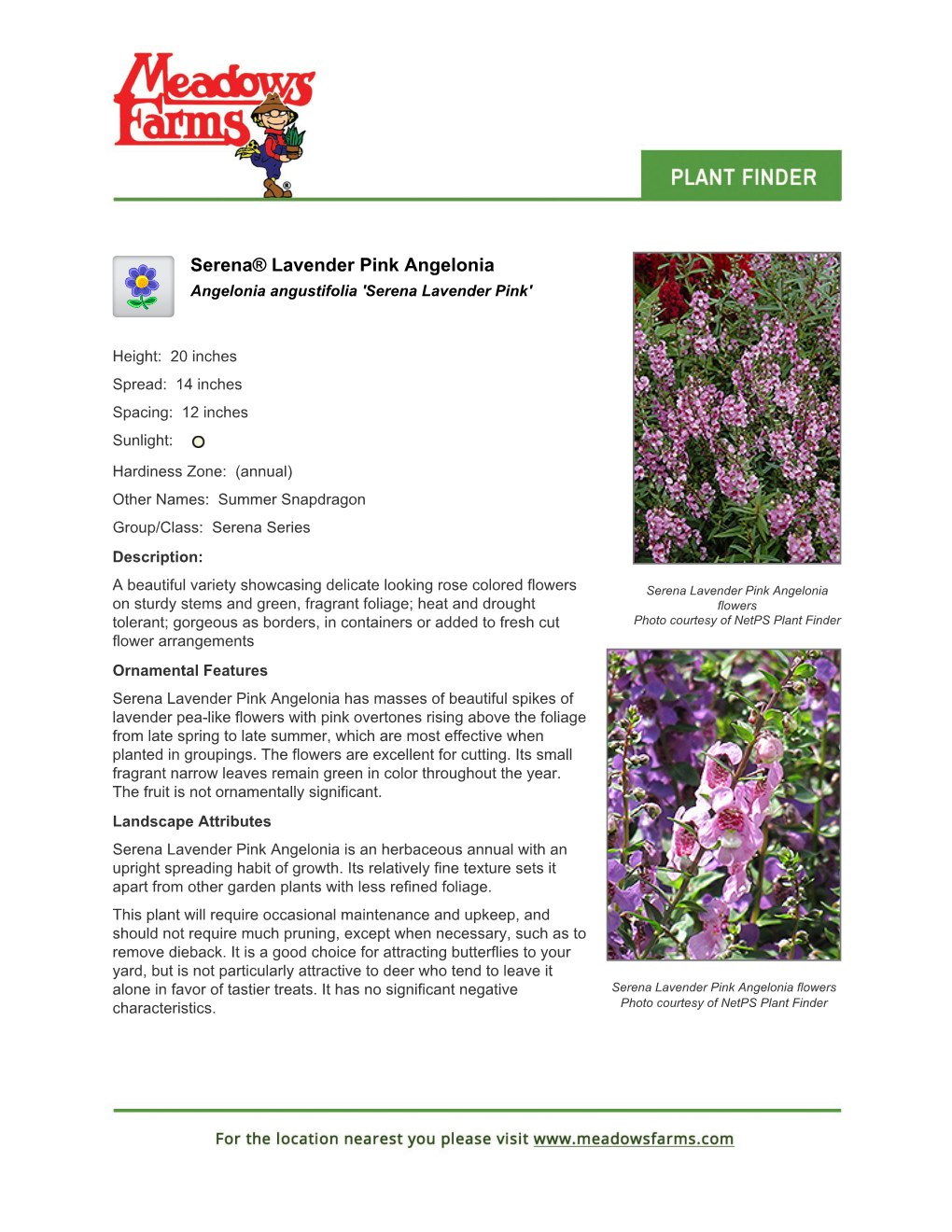 Meadows Farms Nurseries Serena Lavender Pink Angelonia