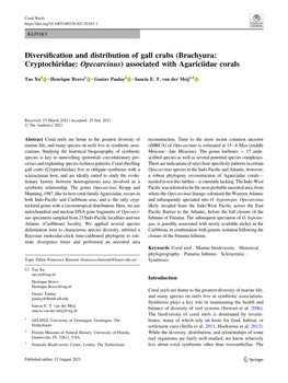 (Brachyura: Cryptochiridae: Opecarcinus) Associated with Agariciidae Corals