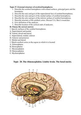 Topic 28. the Rhinencephalon. Limbic Brain. the Basal Nuclei. Limbic System